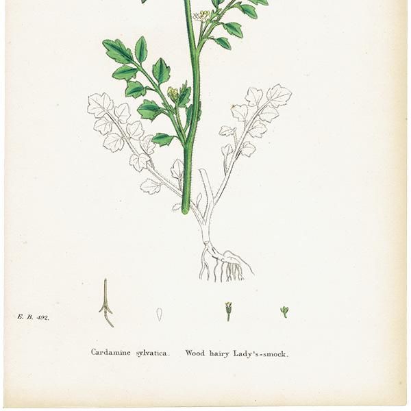 ꥹ ƥ ܥ˥륢/ʪ Cardamine sylvaticaʥͥĥХʡ. plate.111,1863ǯ 0431