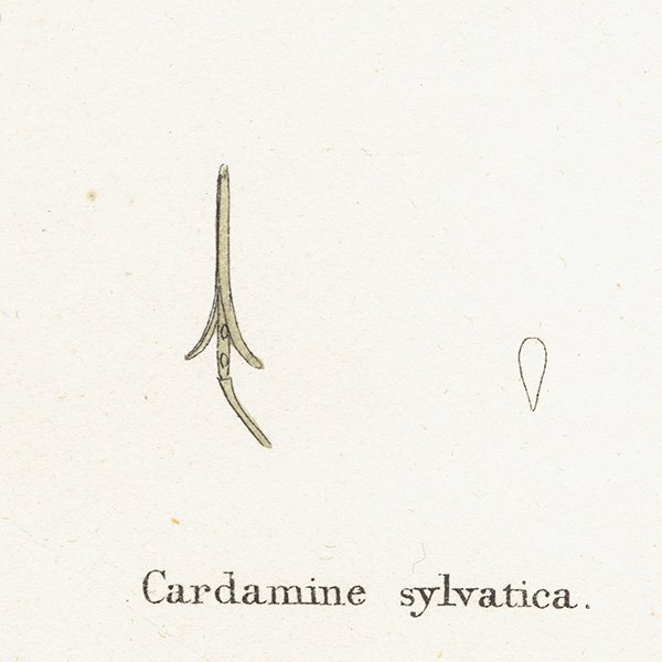 ꥹ ƥ ܥ˥륢/ʪ Cardamine sylvaticaʥͥĥХʡ. plate.111,1863ǯ 0431