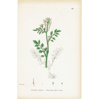 イギリス アンティーク ボタニカルアート/植物画 Cardamine sylvatica（タネツケバナ）. plate.111,1863年 0431