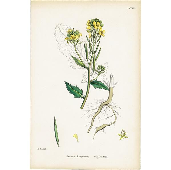 ꥹ ƥ ܥ˥륢/ʪ Brassica SinapistrumʥΥϥ饬饷. plate.83,1863ǯ 0432