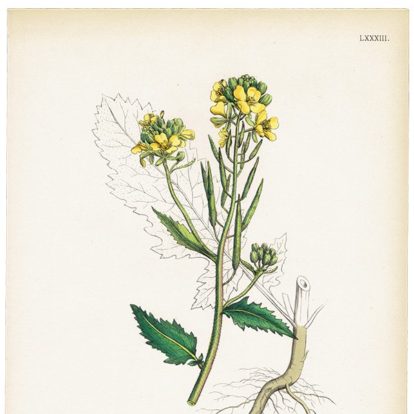 イギリス アンティーク ボタニカルアート/植物画 Brassica Sinapistrum ...