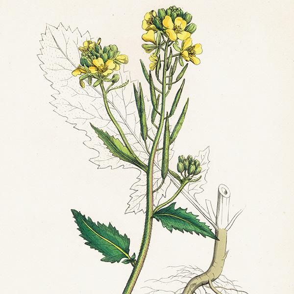 ꥹ ƥ ܥ˥륢/ʪ Brassica SinapistrumʥΥϥ饬饷. plate.83,1863ǯ 0432