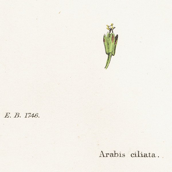 ꥹ ƥ ܥ˥륢/ʪ Arabis ciliataʥΥϥ饬饷. plate.117,1863ǯ 0433