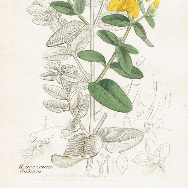 ꥹ ƥ ܥ˥륢/ʪ Hypericum dubiumʥҥڥꥫ֡. plate.1054,1839ǯ 0435