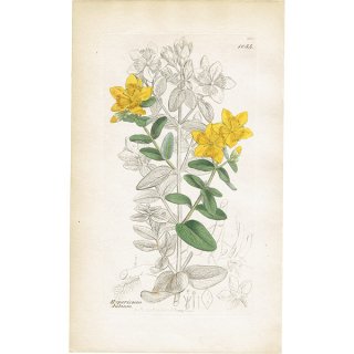 イギリス アンティーク ボタニカルアート/植物画 Hypericum dubium（ヒペリカムの仲間）. plate.1054,1839年 0435