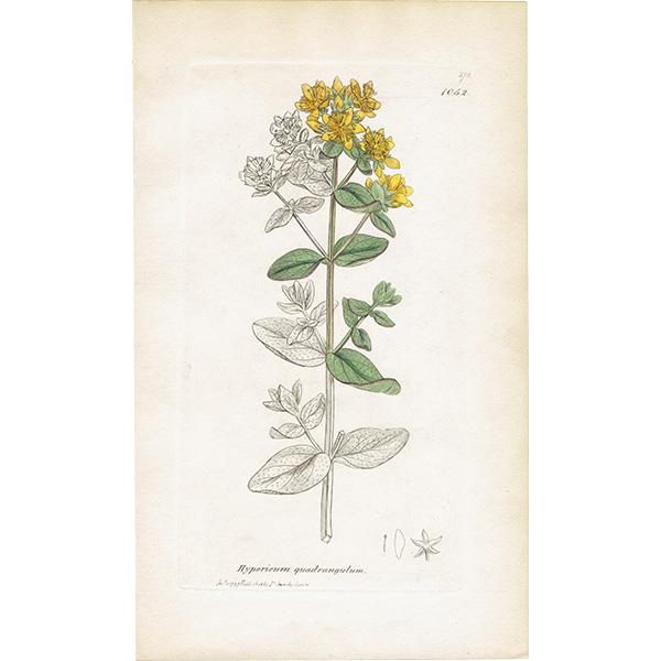 ꥹ ƥ ܥ˥륢/ʪ Hypericum quadrangulumʥȥ꥽ʡ. plate.1052,1839ǯ 0436