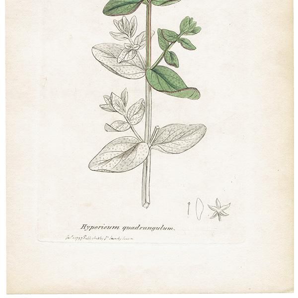 ꥹ ƥ ܥ˥륢/ʪ Hypericum quadrangulumʥȥ꥽ʡ. plate.1052,1839ǯ 0436