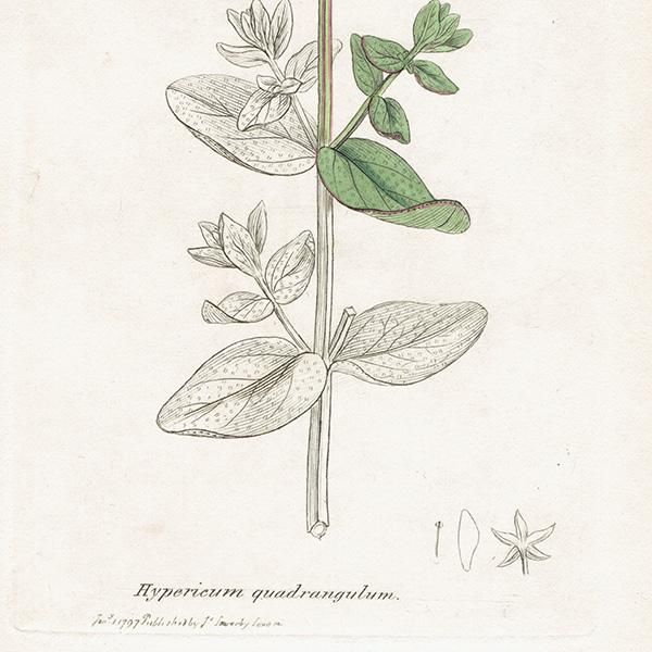 ꥹ ƥ ܥ˥륢/ʪ Hypericum quadrangulumʥȥ꥽ʡ. plate.1052,1839ǯ 0436