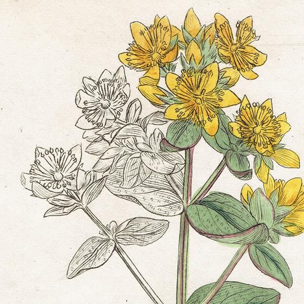 ꥹ ƥ ܥ˥륢/ʪ Hypericum quadrangulumʥȥ꥽ʡ. plate.1052,1839ǯ 0436