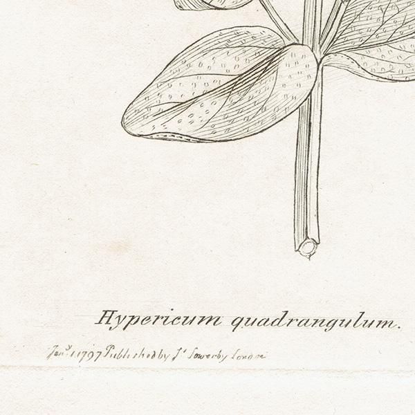 ꥹ ƥ ܥ˥륢/ʪ Hypericum quadrangulumʥȥ꥽ʡ. plate.1052,1839ǯ 0436