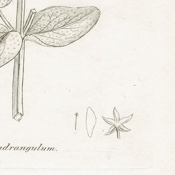 ꥹ ƥ ܥ˥륢/ʪ Hypericum quadrangulumʥȥ꥽ʡ. plate.1052,1839ǯ 0436