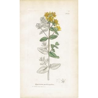 ꥹ ƥ ܥ˥륢/ʪ Hypericum quadrangulumʥȥ꥽ʡ. plate.1052,1839ǯ 0436