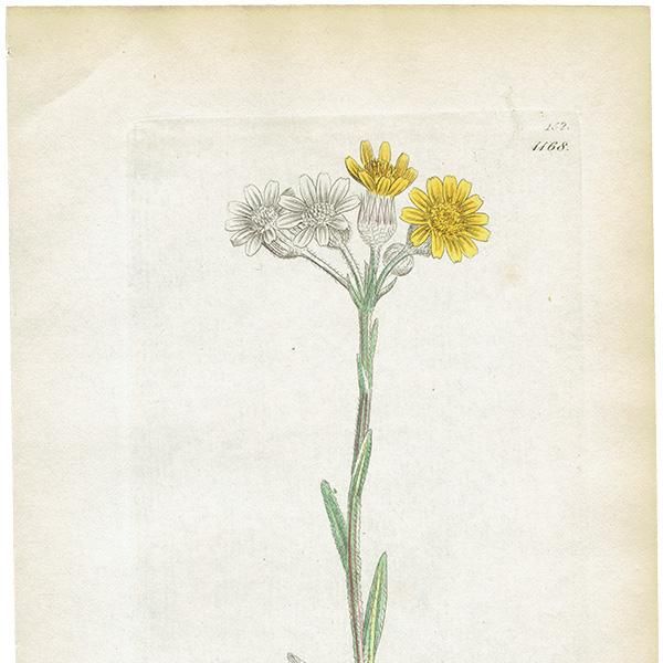 ꥹ ƥ ܥ˥륢/ʪ Cineraria campestrisʥޡ. plate.1168,1839ǯ 0437