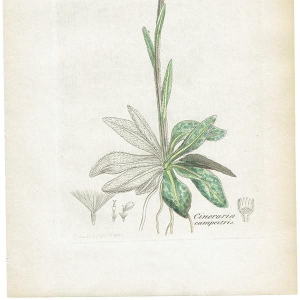 ꥹ ƥ ܥ˥륢/ʪ Cineraria campestrisʥޡ. plate.1168,1839ǯ 0437