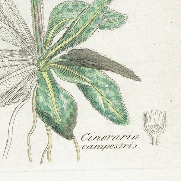 ꥹ ƥ ܥ˥륢/ʪ Cineraria campestrisʥޡ. plate.1168,1839ǯ 0437