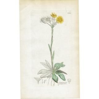 ꥹ ƥ ܥ˥륢/ʪ Cineraria campestrisʥޡ. plate.1168,1839ǯ 0437