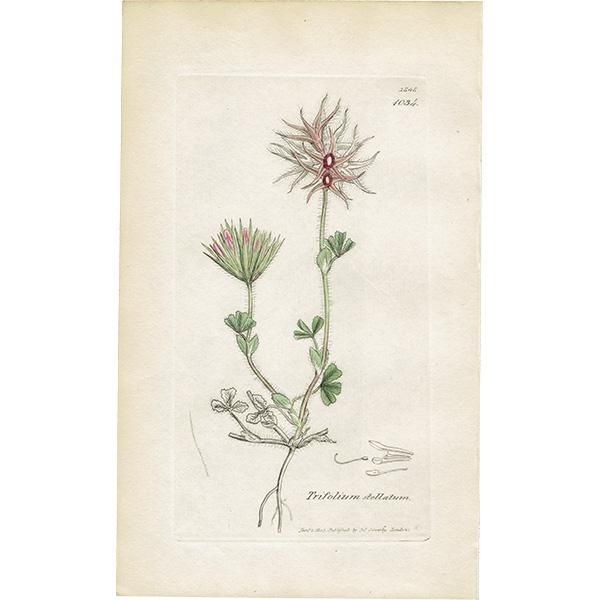 ꥹ ƥ ܥ˥륢/ʪ Trifolium stellatumʥȥեꥦࡦƥĥ. plate.1034,1839ǯ 0443