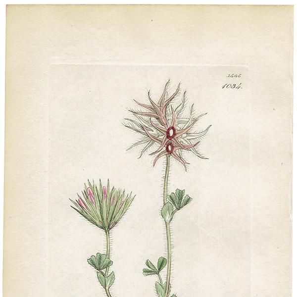 ꥹ ƥ ܥ˥륢/ʪ Trifolium stellatumʥȥեꥦࡦƥĥ. plate.1034,1839ǯ 0443