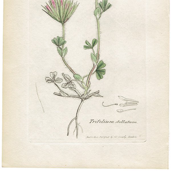 イギリス ボタニカルプリント 植物画 Trifolium Stellatum トリフォリウム ステラツム Plate 1034 19 James Sowerby 0443 アンティーク ヴィンテージの古いプリント 紙もの Comfy Design