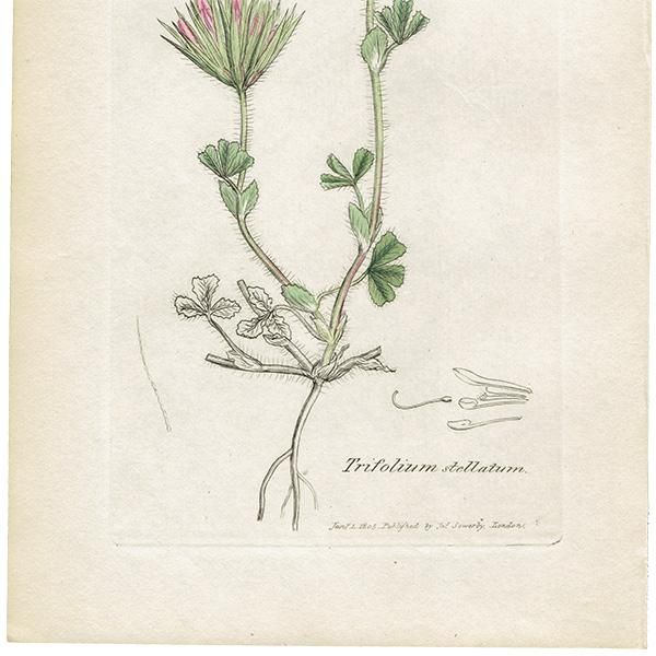 イギリス ボタニカルプリント 植物画 Trifolium Stellatum トリフォリウム ステラツム Plate 1034 19 James Sowerby 0443 アンティーク ヴィンテージの古いプリント 紙もの Comfy Design