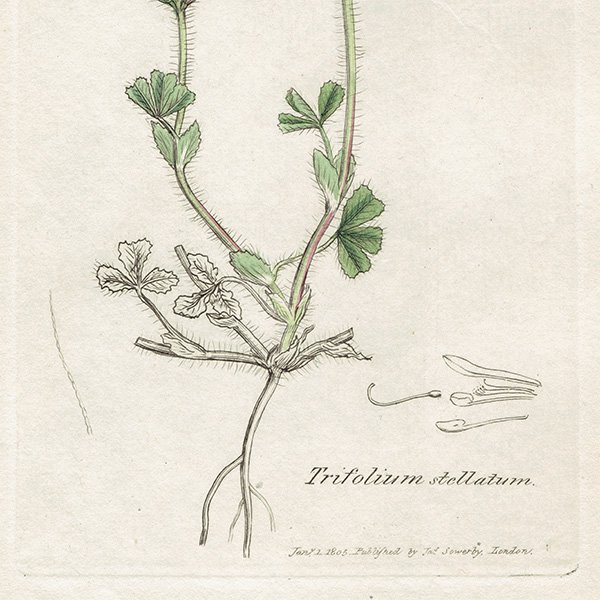 ꥹ ƥ ܥ˥륢/ʪ Trifolium stellatumʥȥեꥦࡦƥĥ. plate.1034,1839ǯ 0443