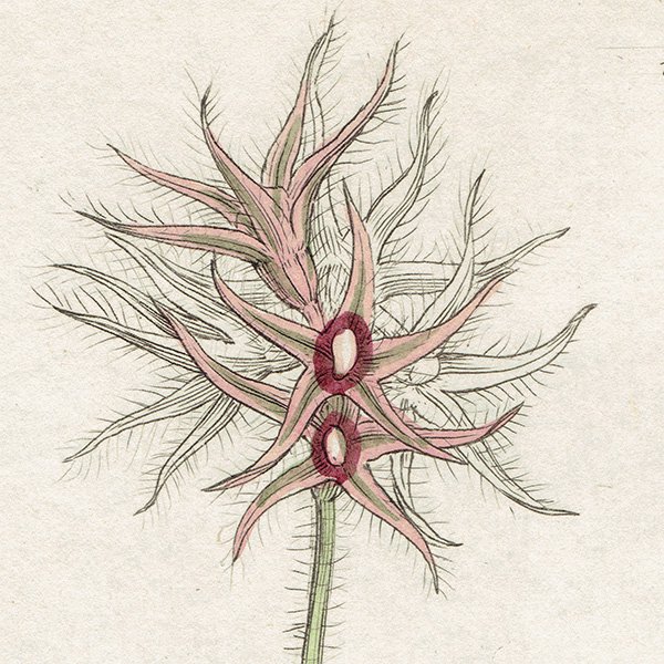 ꥹ ƥ ܥ˥륢/ʪ Trifolium stellatumʥȥեꥦࡦƥĥ. plate.1034,1839ǯ 0443