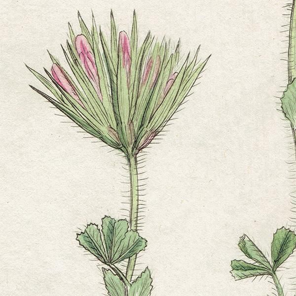 ꥹ ƥ ܥ˥륢/ʪ Trifolium stellatumʥȥեꥦࡦƥĥ. plate.1034,1839ǯ 0443