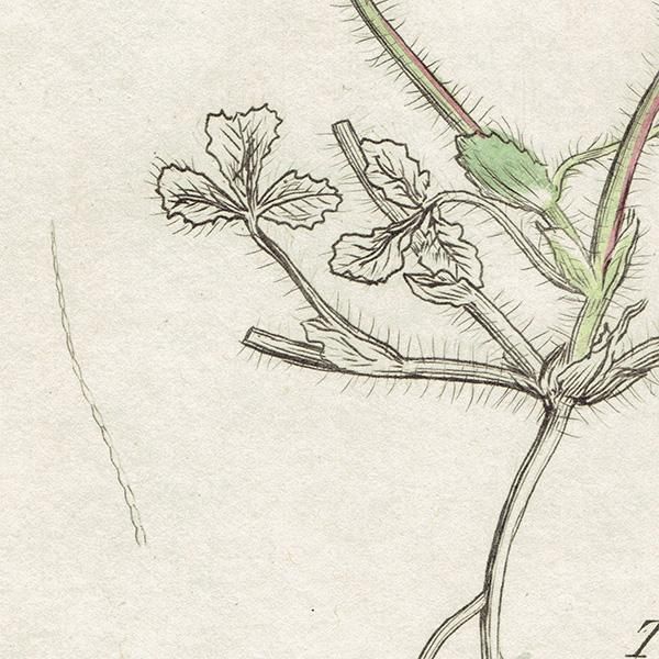 ꥹ ƥ ܥ˥륢/ʪ Trifolium stellatumʥȥեꥦࡦƥĥ. plate.1034,1839ǯ 0443