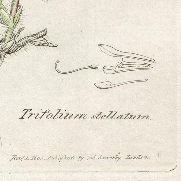 ꥹ ƥ ܥ˥륢/ʪ Trifolium stellatumʥȥեꥦࡦƥĥ. plate.1034,1839ǯ 0443