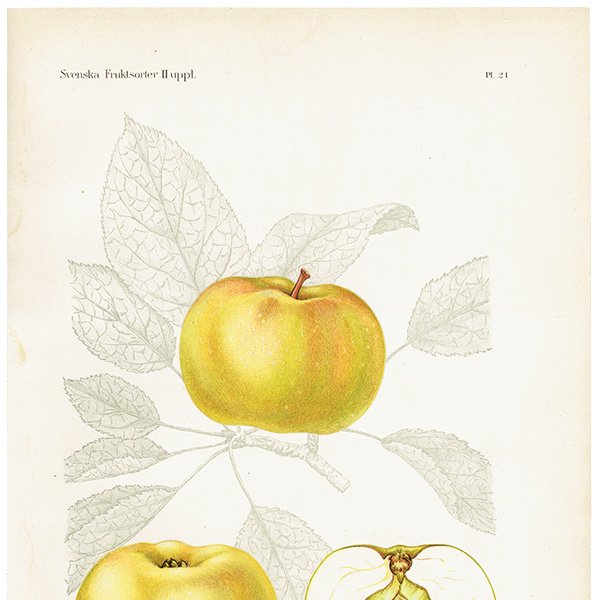 スウェーデン リンゴの アンティーク ボタニカルアート（アップル） 果実学 植物画 0450