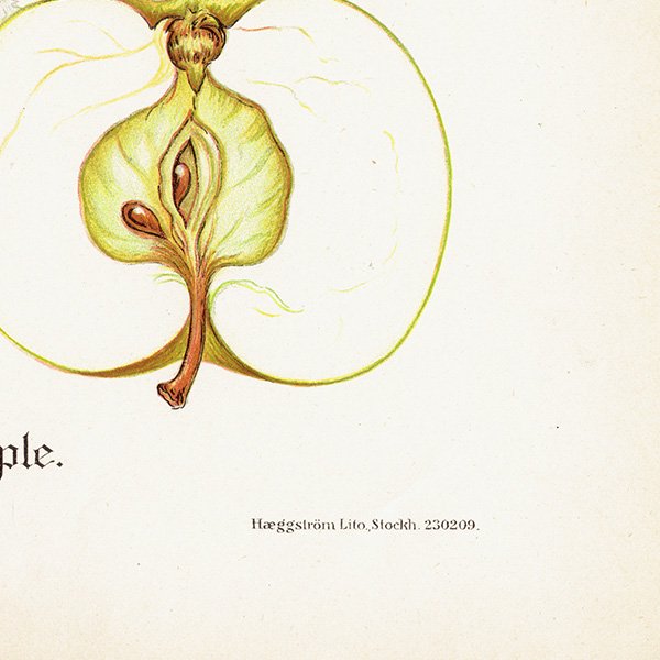 スウェーデン リンゴの アンティーク ボタニカルアート（アップル） 果実学 植物画 0450