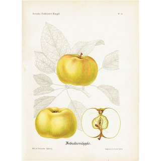 スウェーデン リンゴのアンティークボタニカルプリント（アップル） 果実学 植物画 0450