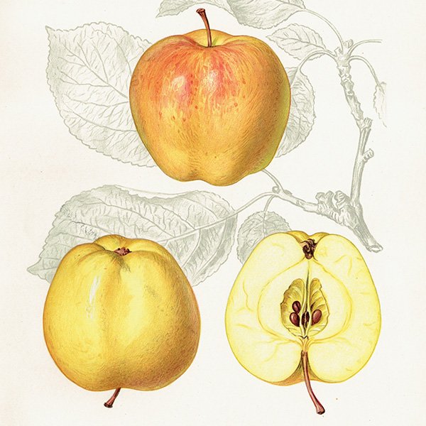 スウェーデン リンゴの アンティーク ボタニカルアート（アップル） 果実学 植物画 0451