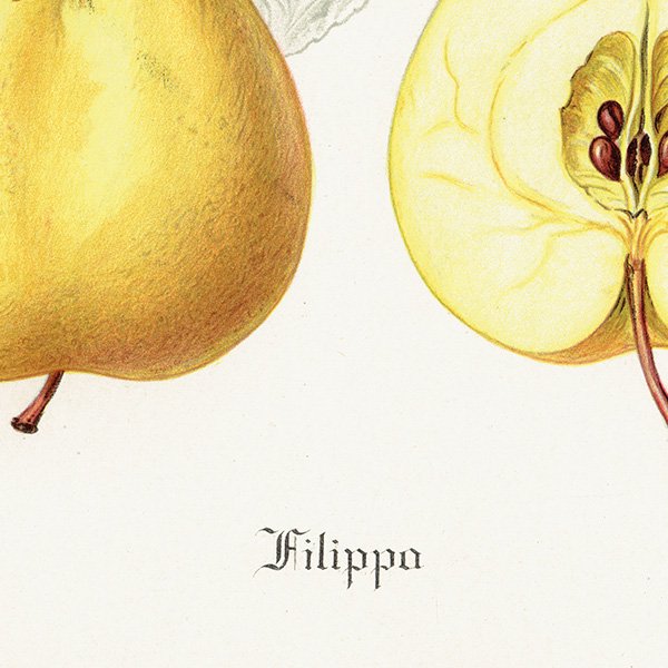 スウェーデン リンゴの アンティーク ボタニカルアート（アップル） 果実学 植物画 0451