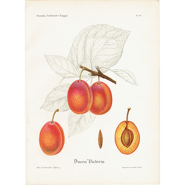 スウェーデン プラムの アンティーク ボタニカルアート（Plum）果実学 植物画 0452