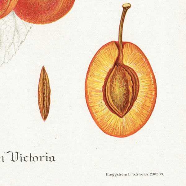 スウェーデン プラムの アンティーク ボタニカルアート（Plum）果実学 植物画 0452