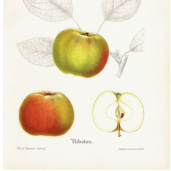 スウェーデン リンゴの アンティーク ボタニカルアート（アップル） 果実学 植物画 0453