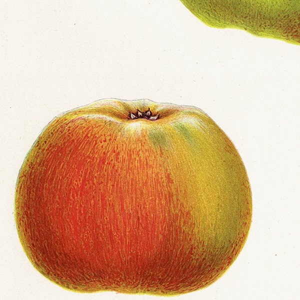 スウェーデン リンゴの アンティーク ボタニカルアート（アップル） 果実学 植物画 0453