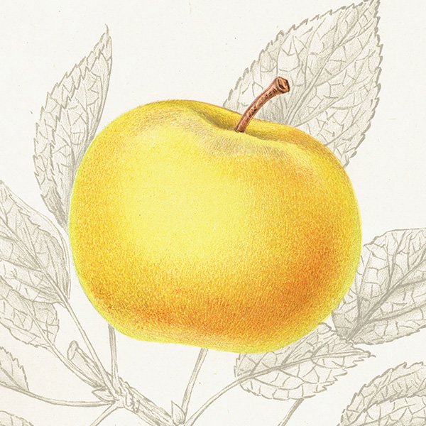 スウェーデン リンゴの アンティーク ボタニカルアート（アップル） 果実学 植物画 0454