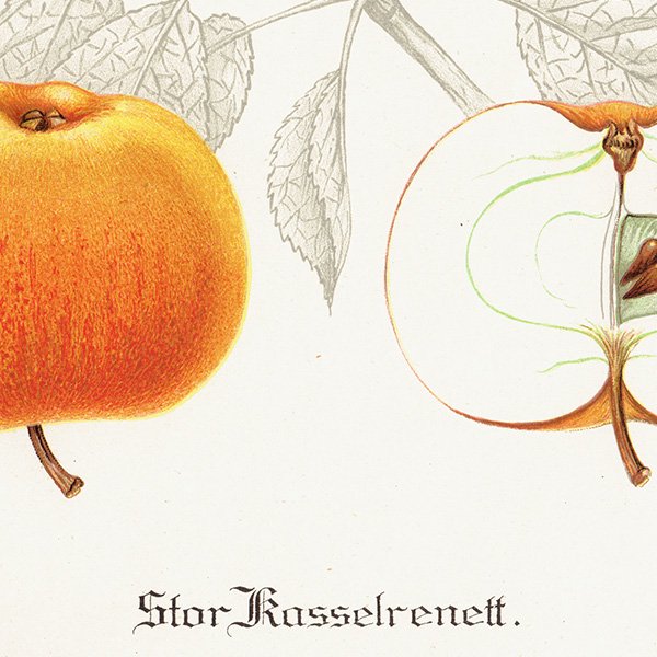 スウェーデン リンゴの アンティーク ボタニカルアート（アップル） 果実学 植物画 0454