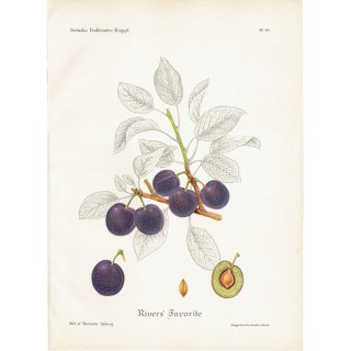 スウェーデン プラムのアンティークボタニカルプリント（Plum）果実学 植物画 0455