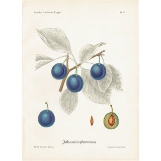スウェーデン プラムのアンティークボタニカルプリント（Plum）果実学 植物画 0456