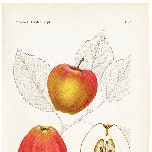 スウェーデン リンゴの アンティーク ボタニカルアート（アップル） 果実学 植物画 0458