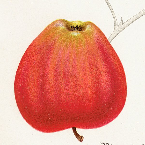 スウェーデン リンゴの アンティーク ボタニカルアート（アップル） 果実学 植物画 0458