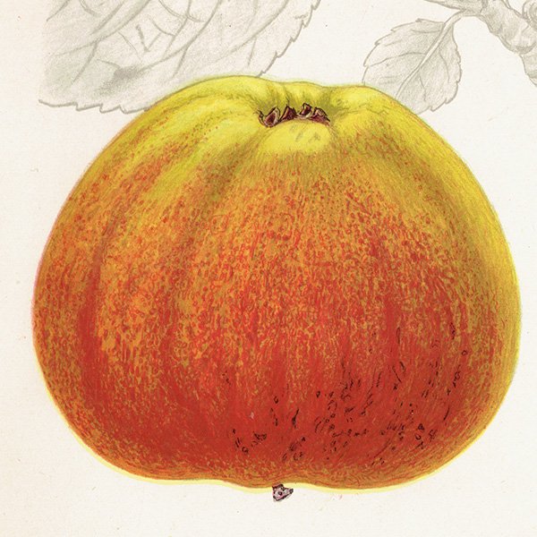 スウェーデン リンゴの アンティーク ボタニカルアート（アップル） 果実学 植物画 0459