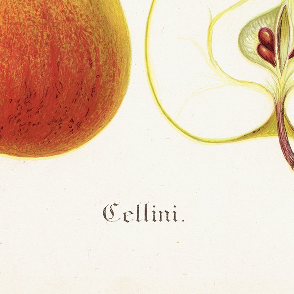 スウェーデン リンゴの アンティーク ボタニカルアート（アップル） 果実学 植物画 0459