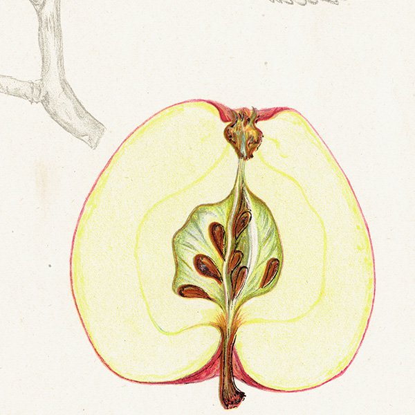 スウェーデン リンゴの アンティーク ボタニカルアート（アップル） 果実学 植物画 0460