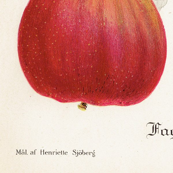 スウェーデン リンゴの アンティーク ボタニカルアート（アップル） 果実学 植物画 0460