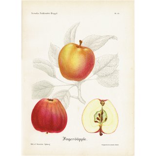 スウェーデン リンゴのアンティークボタニカルプリント（アップル） 果実学 植物画 0460
