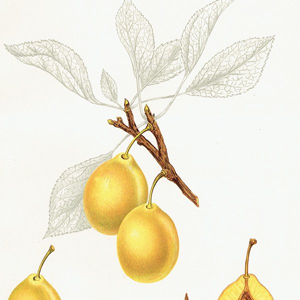 スウェーデン プラムの アンティーク ボタニカルアート（Plum）果実学 植物画 0461